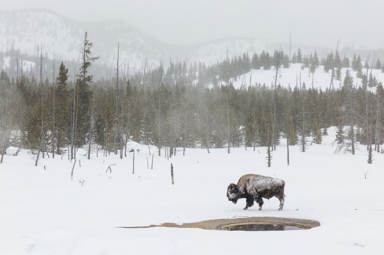25 Yellowstone NP, bizon.jpg